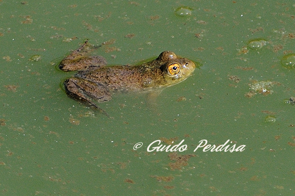 giovane rana toro - Lithobates catesbeianus (prov. Bologna)